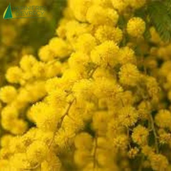 ACACIA retinodes Lisette 80/100 Cont.3/4 L 