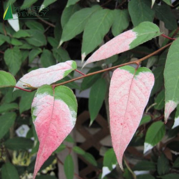 ACTINIDIA pilosula