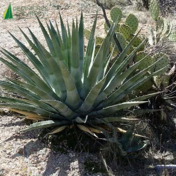 AGAVE chrysantha Giant