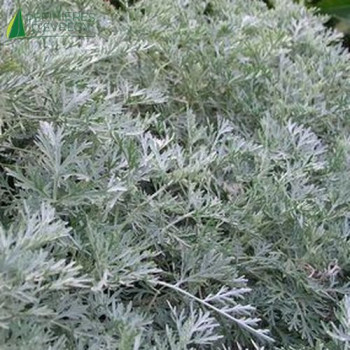 ARTEMISIA powis Castel  Godet 8/9 