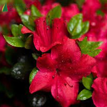 AZALEA japonica Johanna 30/40 Cont.5/7.5 L 