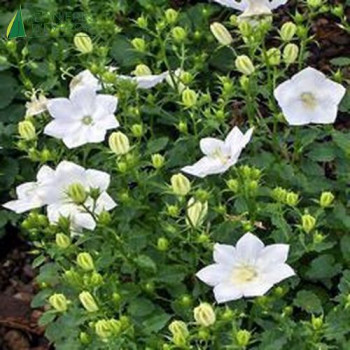 CAMPANULA carpatica Alba  Godet 8/9 