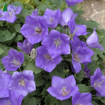 CAMPANULA carpatica Blue Clips  Godet 8/9 