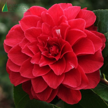 CAMELLIA japonica Tom Knudsen 80/100 Cont.5/7.5 L 