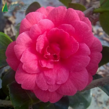 CAMELLIA Japonica Rosedale s Beauty