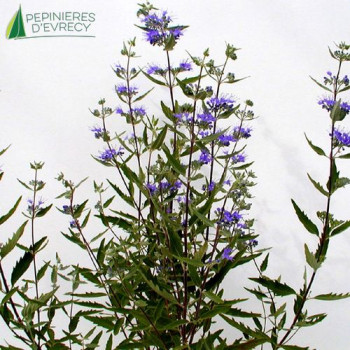 CARYOPTERIS x clandonensis Heavenly blue 30/40 Cont.3/4 L 