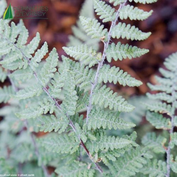 CHEILANTHES lanosa Cimbra