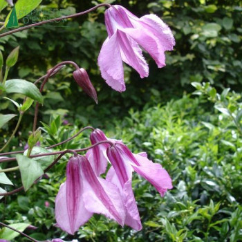 CLEMATIS Aljonushka