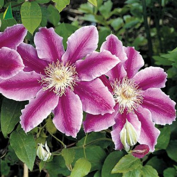 CLEMATIS Dr Ruppel