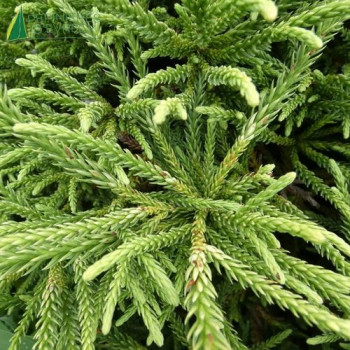 CRYPTOMERIA japonica Little Champion