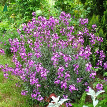 ERYSIMUM bowles Mauve