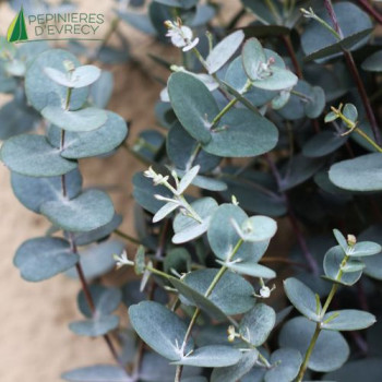 EUCALYPTUS gunnii Silverana