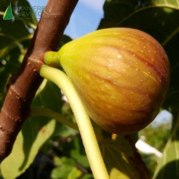 FICUS carica Madeleine des 2 saisons