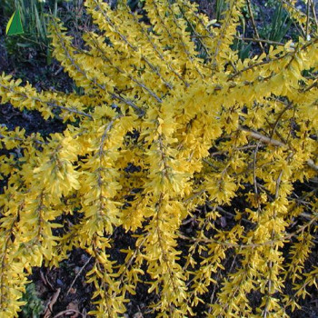 FORSYTHIA  Maree d or® 30/40 Cont.3/4 L 