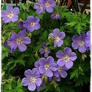 GERANIUM himalayense Gravetye  Cont.3/4 L 