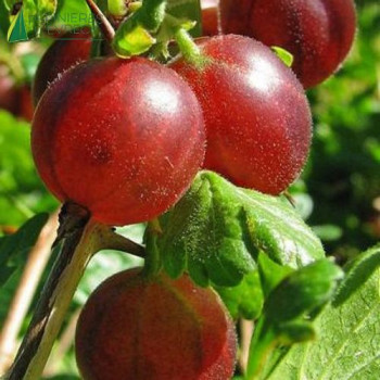 GROSEILLIER maquereaux Rouge (ribes uva crispa)