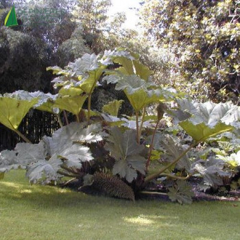 GUNNERA tinctoria Manicata  Cont.5/7.5 L 