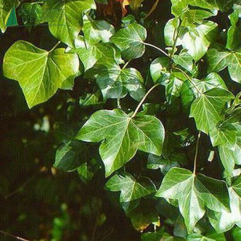 HEDERA helix Hibernica