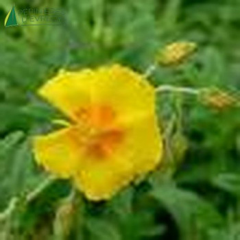 HELIANTHEMUM golden Queen  Godet 8/9 