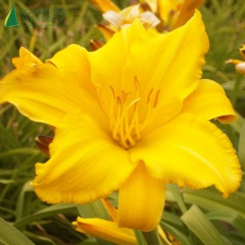 HEMEROCALLIS jaune  Godet 8/9 