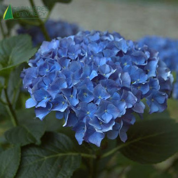 HYDRANGEA macrophylla Renate steiniger 5/7 br. Cont.3/4 L 