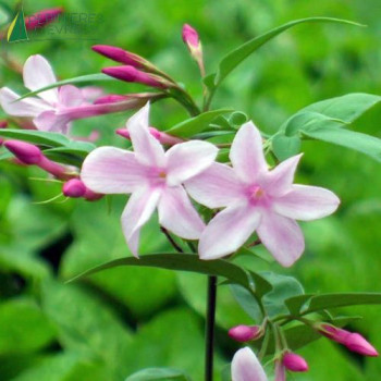 JASMINUM starry Summer Scent