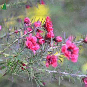 LEPTOSPERMUM scoparium Red damask 30/40 Cont.3/4 L 