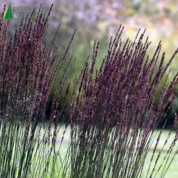 MOLINIA arundinacea Black Arrows