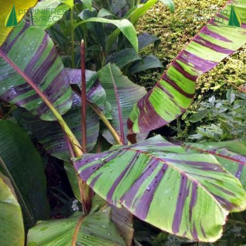 MUSA sikkimensis Red Tiger