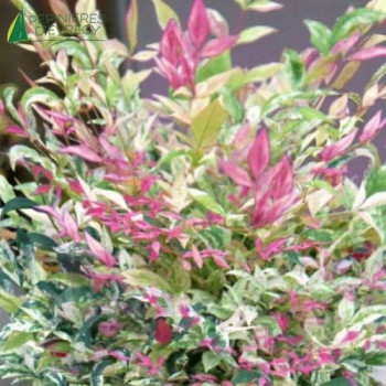 NANDINA domestica TwiLight