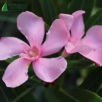 NERIUM oleander Villa Romaine