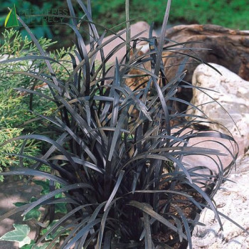 OPHIOPOGON planiscapus Niger  Godet 8/9 