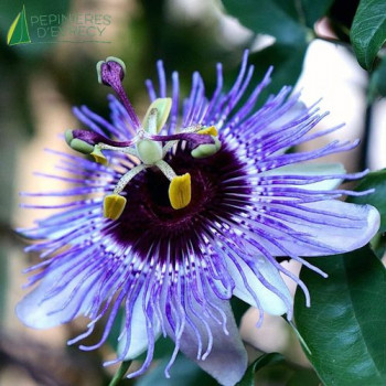 PASSIFLORA caerulea Purple Haze