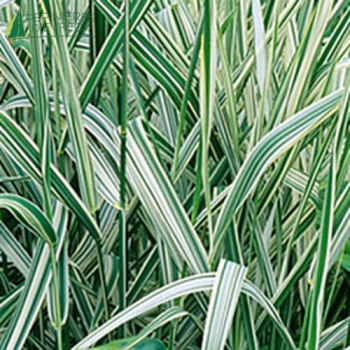 PHALARIS arundinacea Picta