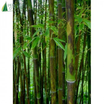 PHYLLOSTACHYS nigra Boryana