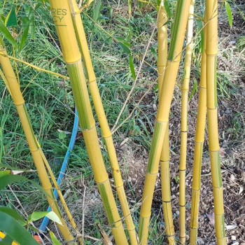 PHYLLOSTACHYS vivax Huangwenzhu Inversa