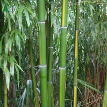 PHYLLOSTACHYS vivax Huangwenzhu