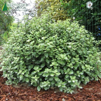 PITTOSPORUM tenuifolium Golf ball  Cont.5/7.5 L 