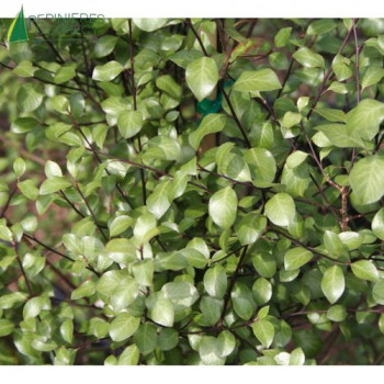 PITTOSPORUM tenuifolium Silver Shen