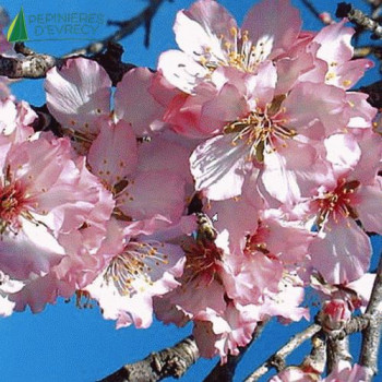 PRUNUS dulcis Texas (=Robijn) Demi Tige 08/10 Cont.15/20 L 