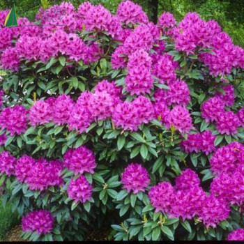 RHODODENDRON hybride Anna Kruchke 40/60 Cont.3/4 L 