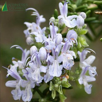 ROSMARINUS officinalis Prostratus