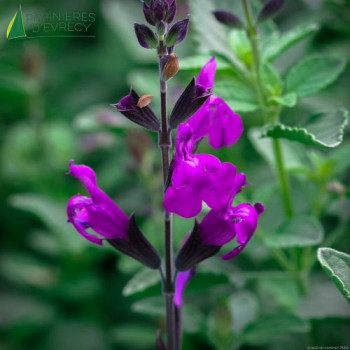 SALVIA artic blaze purple