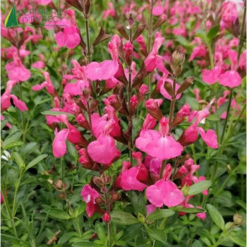 SALVIA flamenco rose