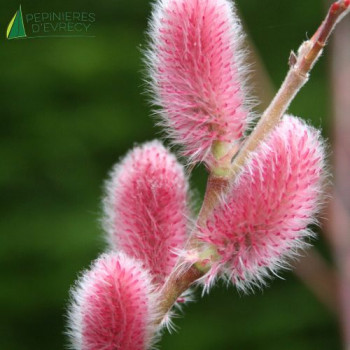 SALIX gracilistyla Mount Aso