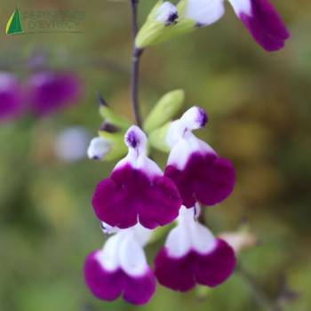 SALVIA microphylla Amethyst lips