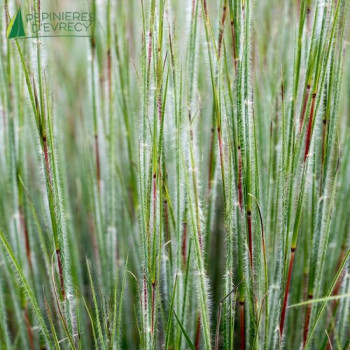 SCHIZACHYRIUM scoparium Ha Ha Tonka