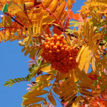 SORBUS aucuparia Wettra