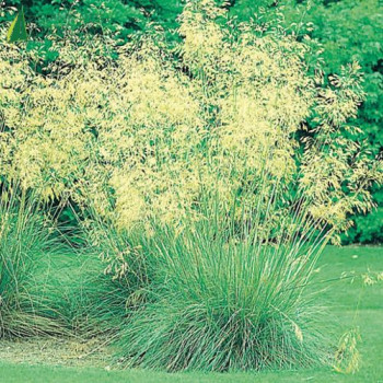 STIPA gigantea