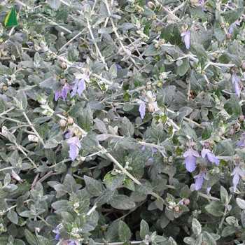 TEUCRIUM fruticans  Cont.5/7.5 L 